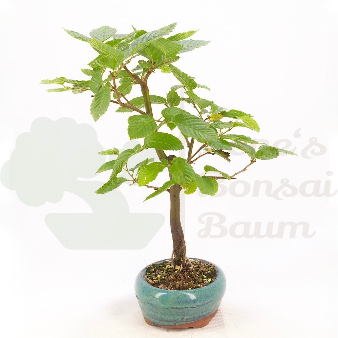 Hainbuche 'Carpinus betulus`