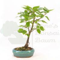 Hainbuche 'Carpinus betulus`