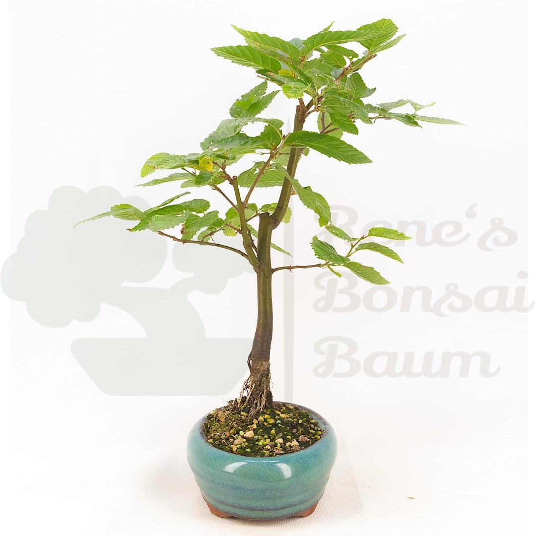 Hainbuche 'Carpinus betulus`