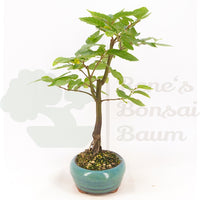 Hainbuche 'Carpinus betulus`
