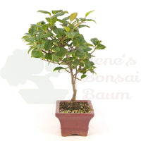Japanische Winterbeere ' Ilex serrata'