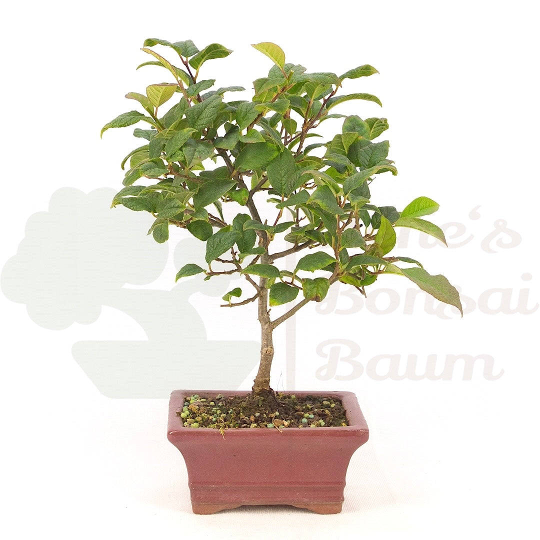 Japanische Winterbeere ' Ilex serrata'
