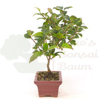 Japanische Winterbeere ' Ilex serrata'