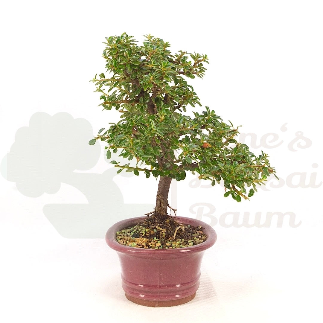 Teppich-Zwergmispel 'Cotoneaster dammeri 'Skogholm'