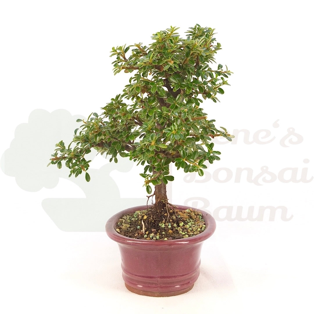 Teppich-Zwergmispel 'Cotoneaster dammeri 'Skogholm'