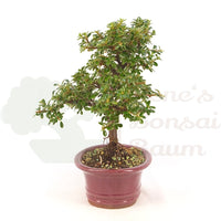 Teppich-Zwergmispel 'Cotoneaster dammeri 'Skogholm'