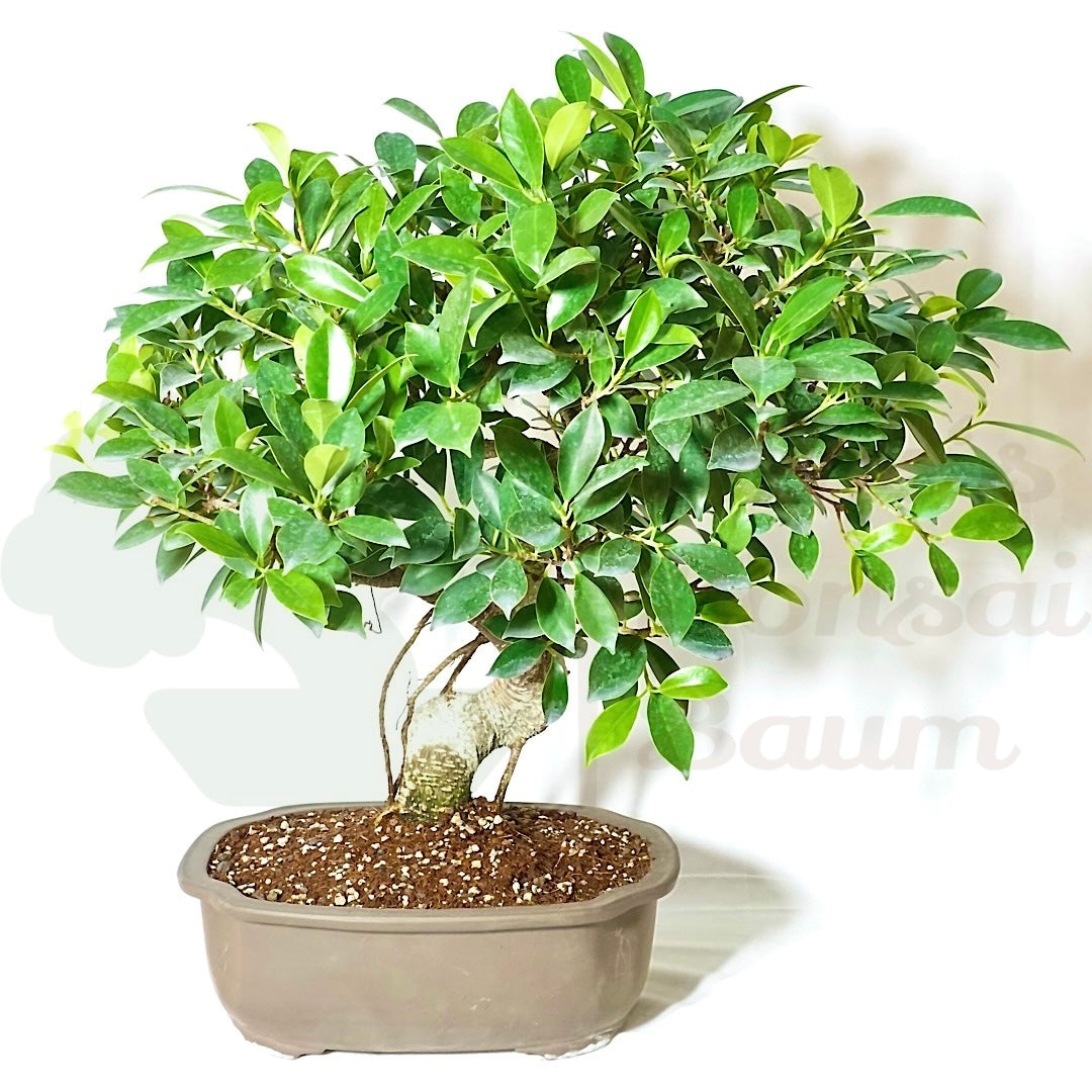 Chinesische Feige 'Ficus Retusa'