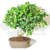 Chinesische Feige 'Ficus Retusa'