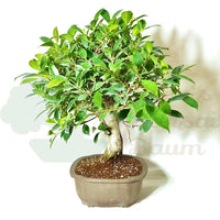 Chinesische Feige 'Ficus Retusa'