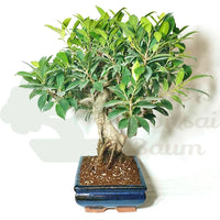Chinesische Feige 'Ficus Retusa'
