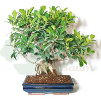 Chinesische Feige 'Ficus Retusa'
