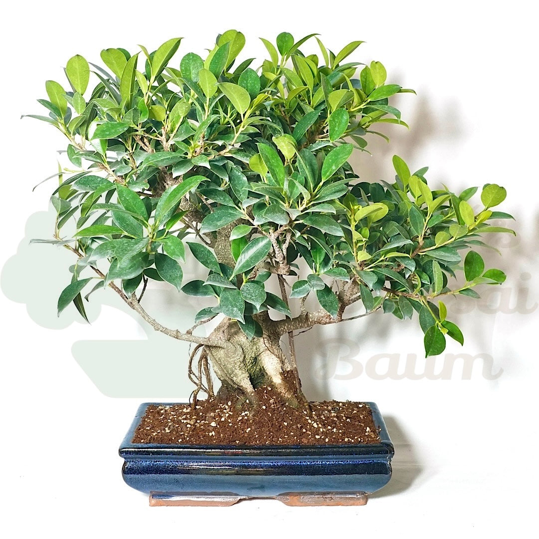 Chinesische Feige 'Ficus Retusa'