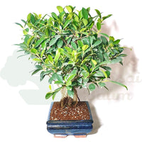 Chinesische Feige 'Ficus Retusa'