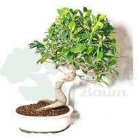 Chinesische Feige 'Ficus Retusa'