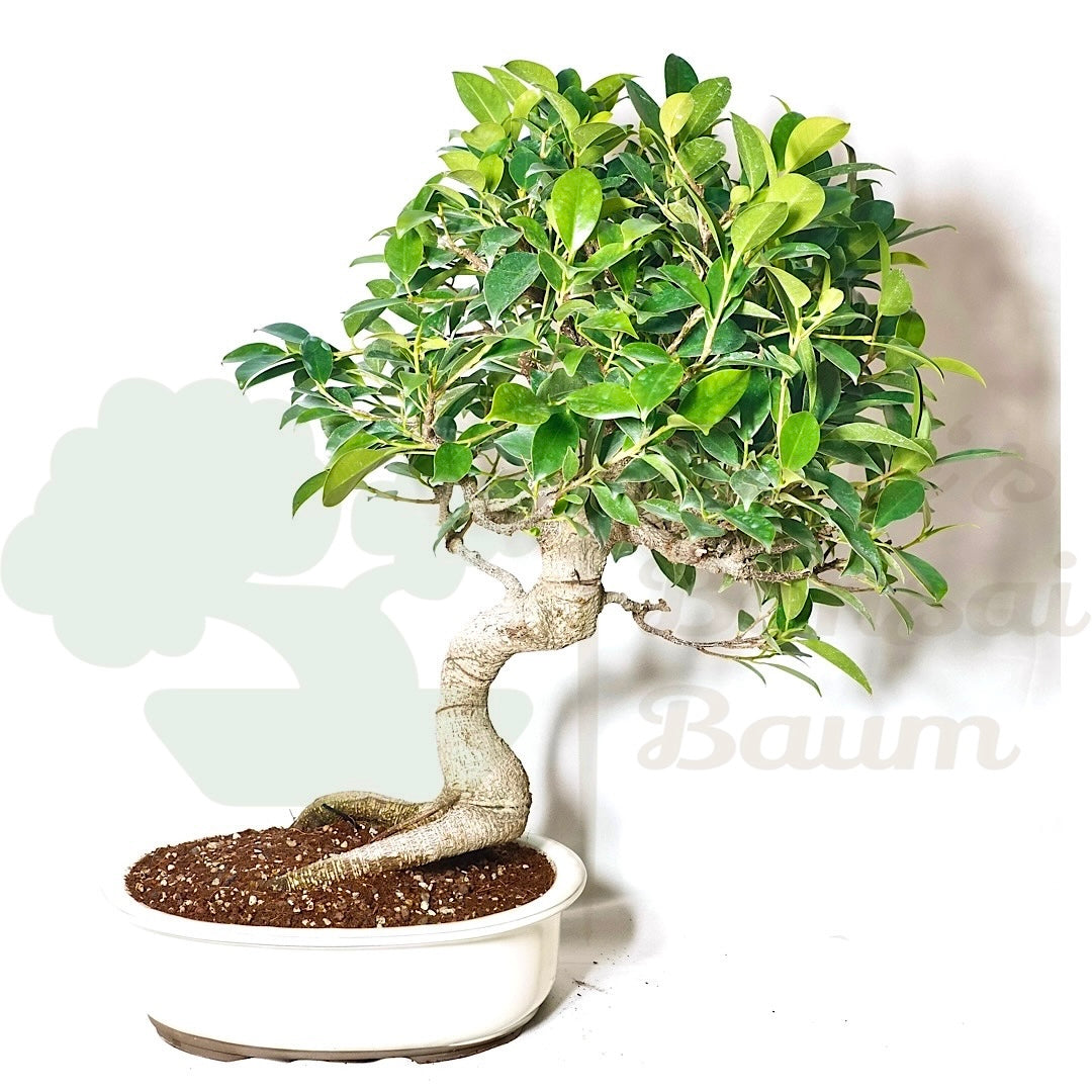 Chinesische Feige 'Ficus Retusa'