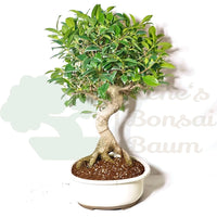 Chinesische Feige 'Ficus Retusa'