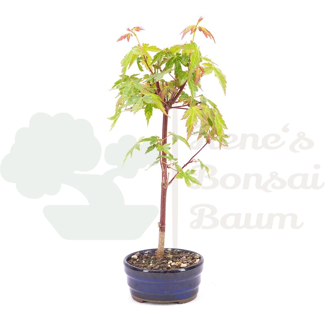 Fächer-Ahorn 'Acer palmatum 'Deshojo'