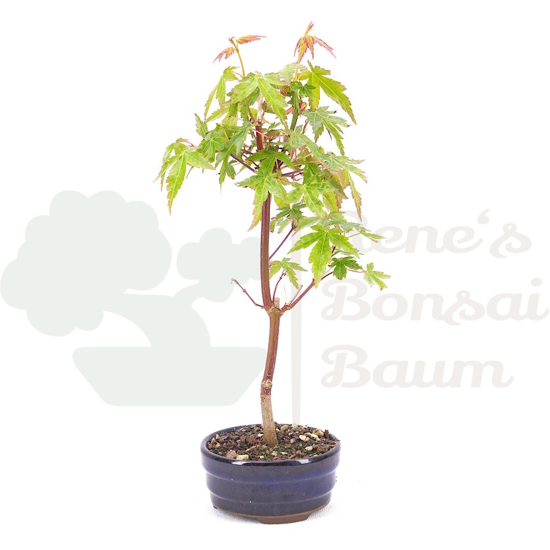 Fächer-Ahorn 'Acer palmatum 'Deshojo'