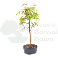 Fächer-Ahorn 'Acer palmatum 'Deshojo'