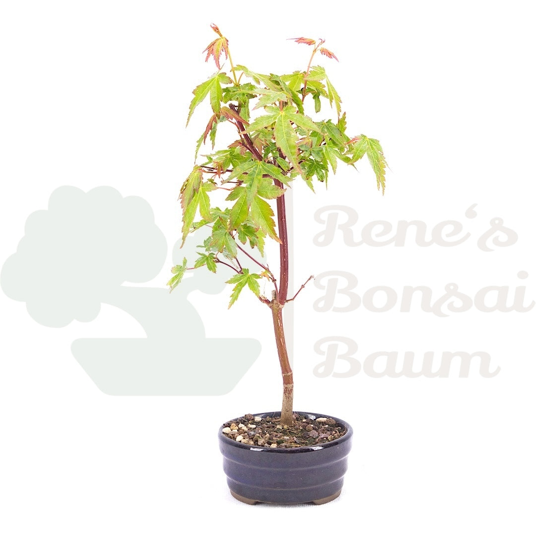 Fächer-Ahorn 'Acer palmatum 'Deshojo'