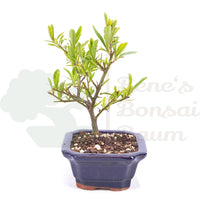 Schmalblättriger Feuerdorn 'Pyracantha angustifolia'