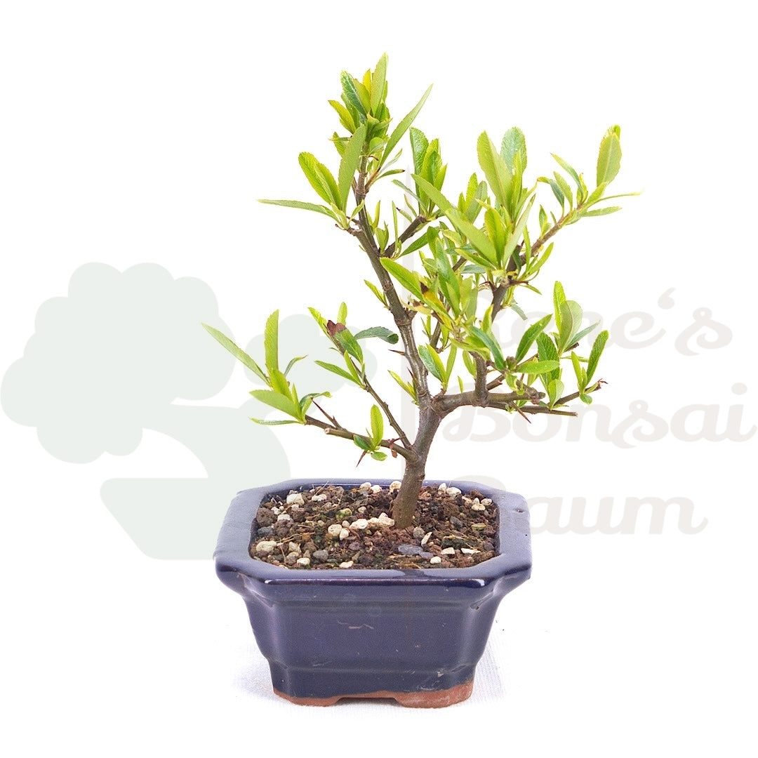 Schmalblättriger Feuerdorn 'Pyracantha angustifolia'