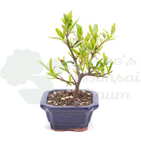 Schmalblättriger Feuerdorn 'Pyracantha angustifolia'