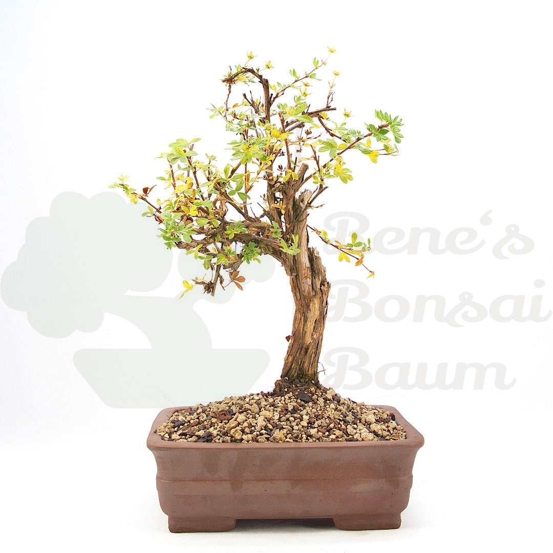 Weißer Fingerstrauch 'Potentilla fruticosa'