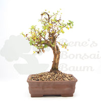 Weißer Fingerstrauch 'Potentilla fruticosa'