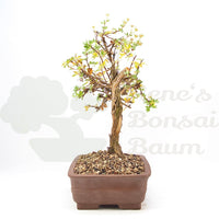 Weißer Fingerstrauch 'Potentilla fruticosa'