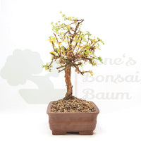 Weißer Fingerstrauch 'Potentilla fruticosa'