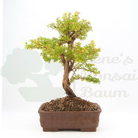 Gelber Fingerstrauch 'Potentilla fruticosa'