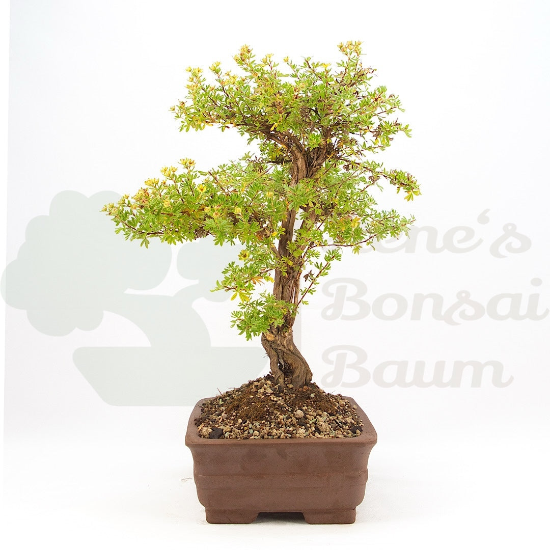 Gelber Fingerstrauch 'Potentilla fruticosa'