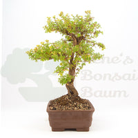 Gelber Fingerstrauch 'Potentilla fruticosa'