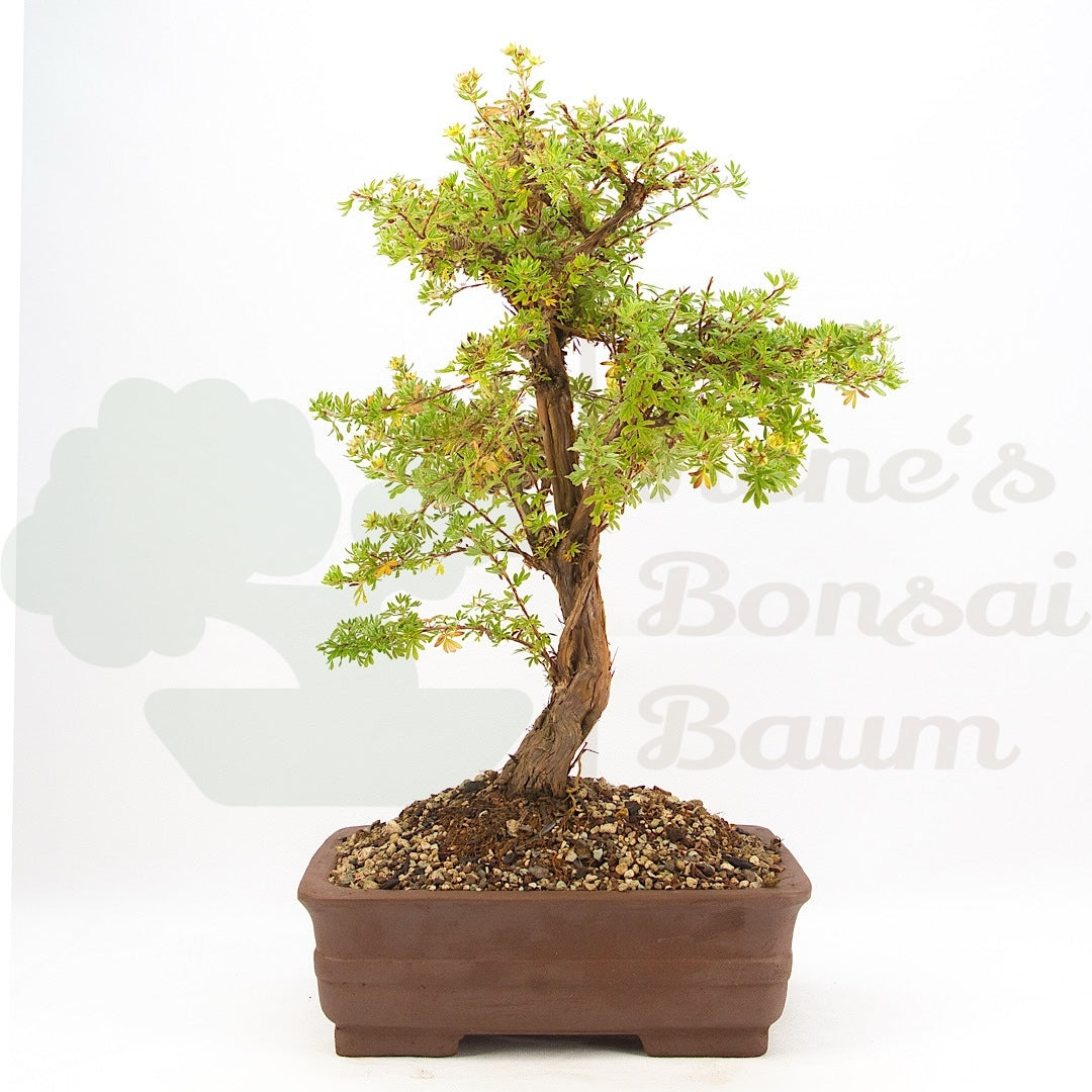 Gelber Fingerstrauch 'Potentilla fruticosa'