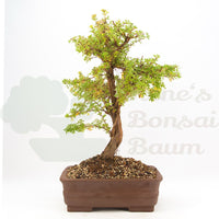 Gelber Fingerstrauch 'Potentilla fruticosa'