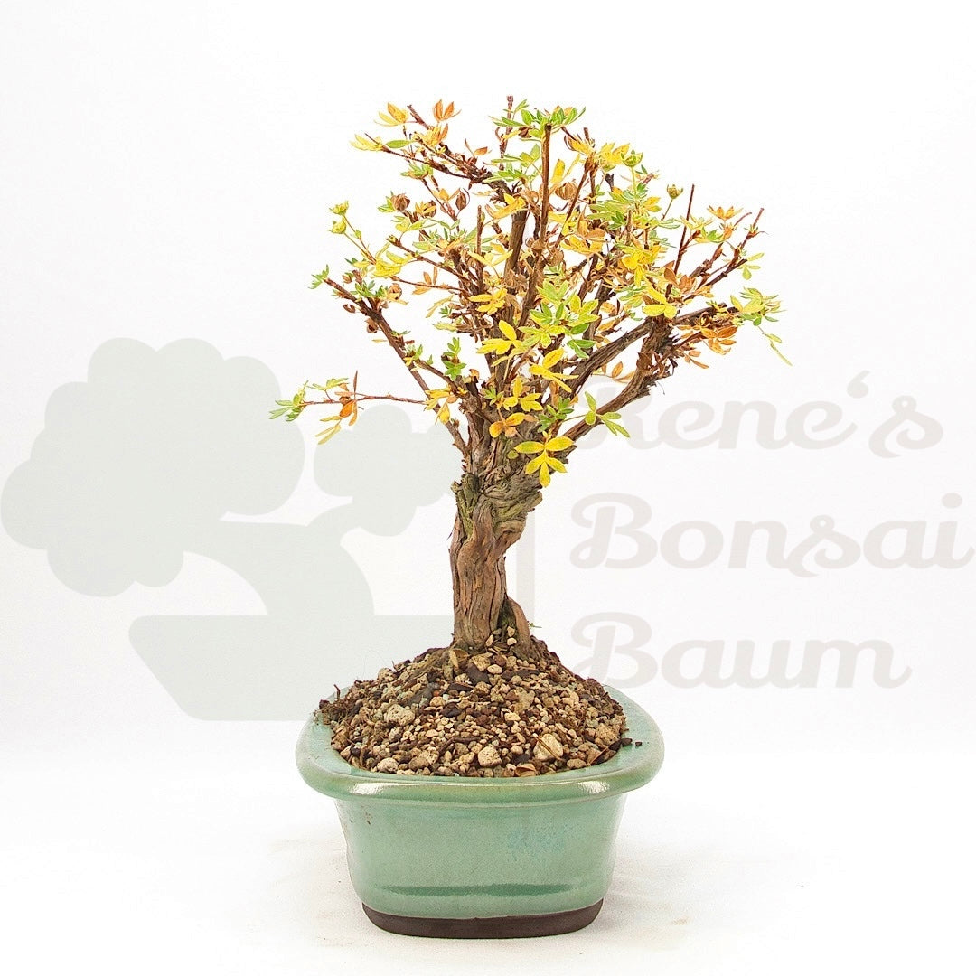 Weißer Fingerstrauch 'Potentilla fruticosa'