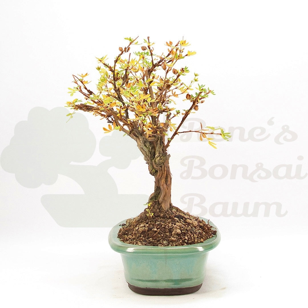 Weißer Fingerstrauch 'Potentilla fruticosa'