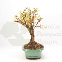 Weißer Fingerstrauch 'Potentilla fruticosa'