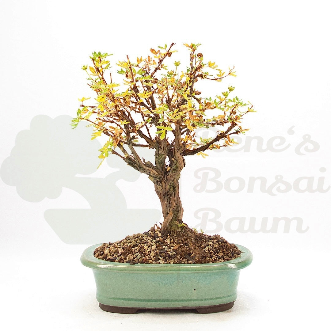 Weißer Fingerstrauch 'Potentilla fruticosa'