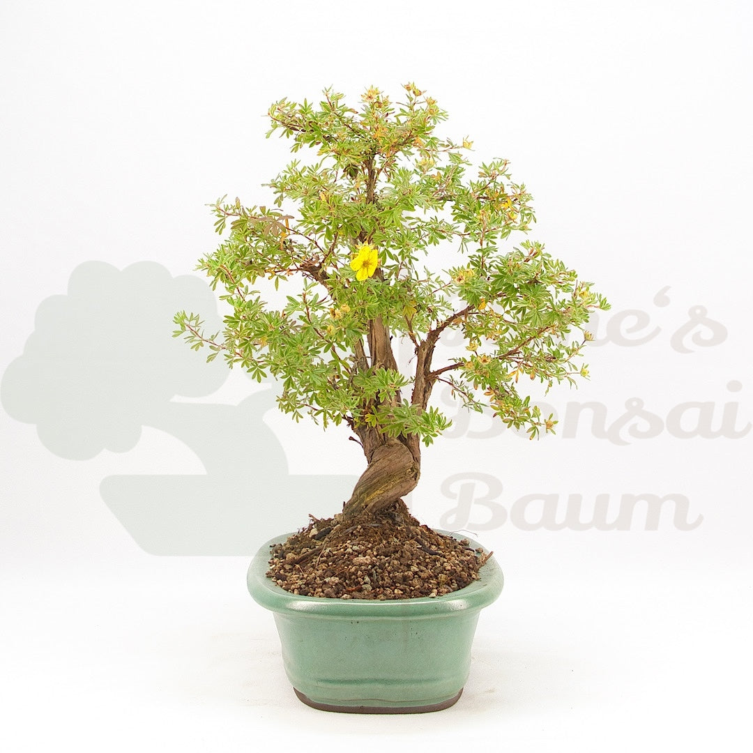 Gelber Fingerstrauch 'Potentilla fruticosa'
