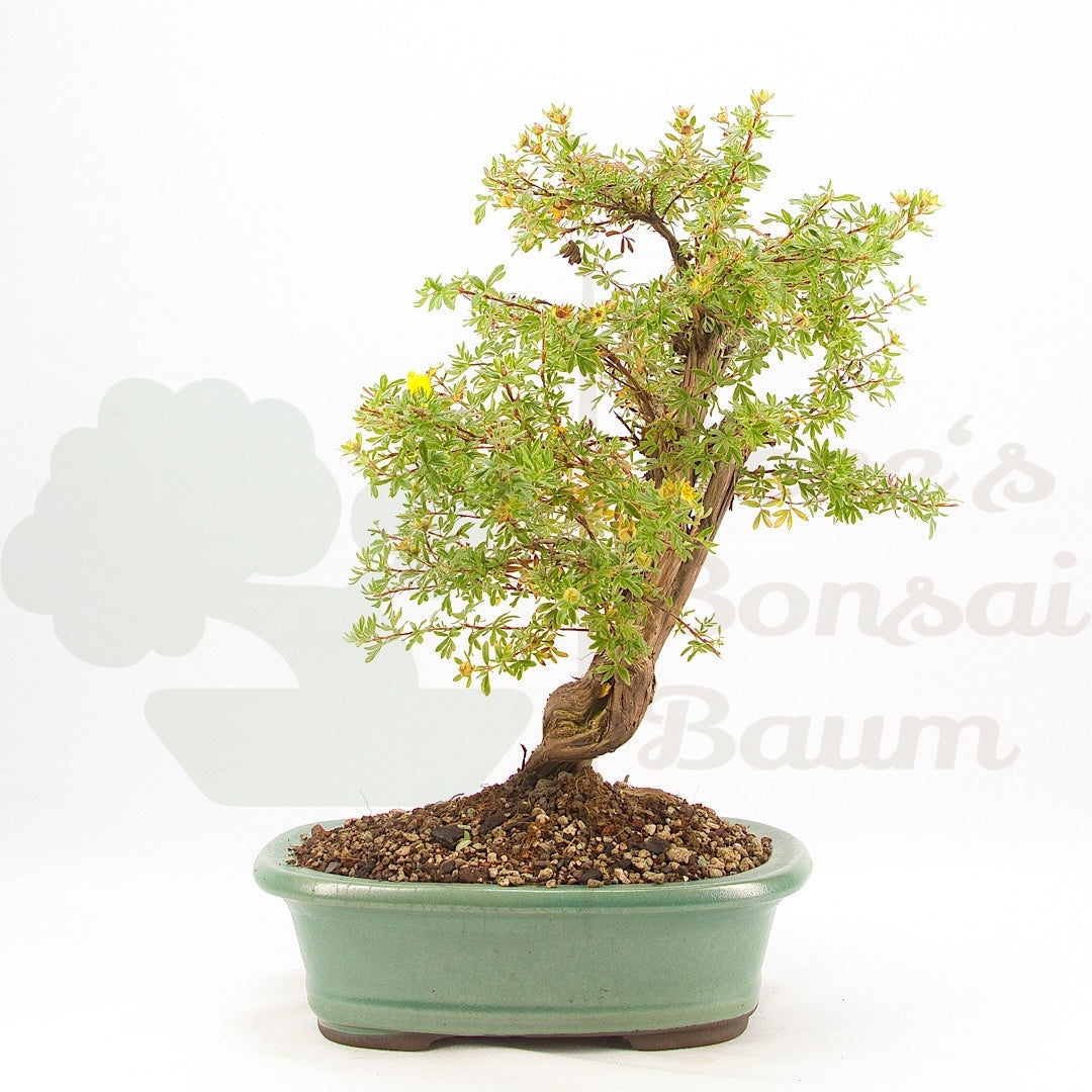 Gelber Fingerstrauch 'Potentilla fruticosa'