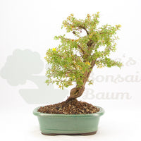 Gelber Fingerstrauch 'Potentilla fruticosa'