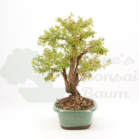 Gelber Fingerstrauch 'Potentilla fruticosa'