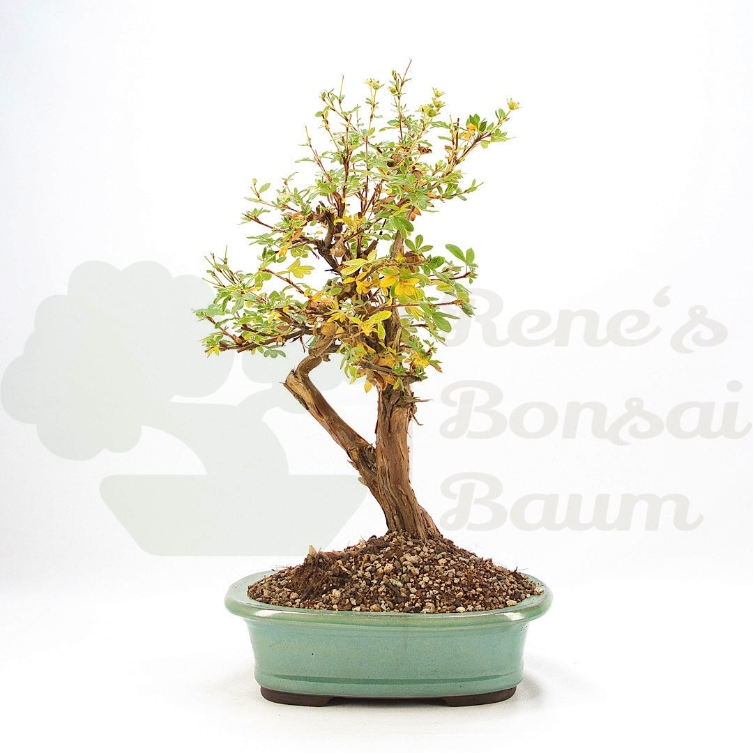 Weißer Fingerstrauch 'Potentilla fruticosa'