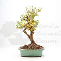 Weißer Fingerstrauch 'Potentilla fruticosa'