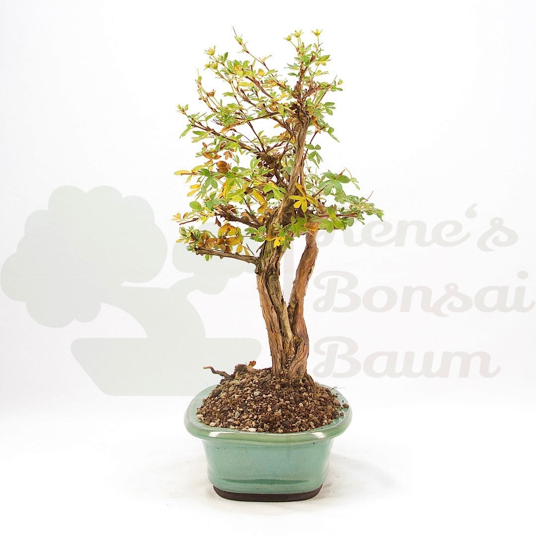 Weißer Fingerstrauch 'Potentilla fruticosa'