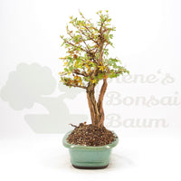 Weißer Fingerstrauch 'Potentilla fruticosa'