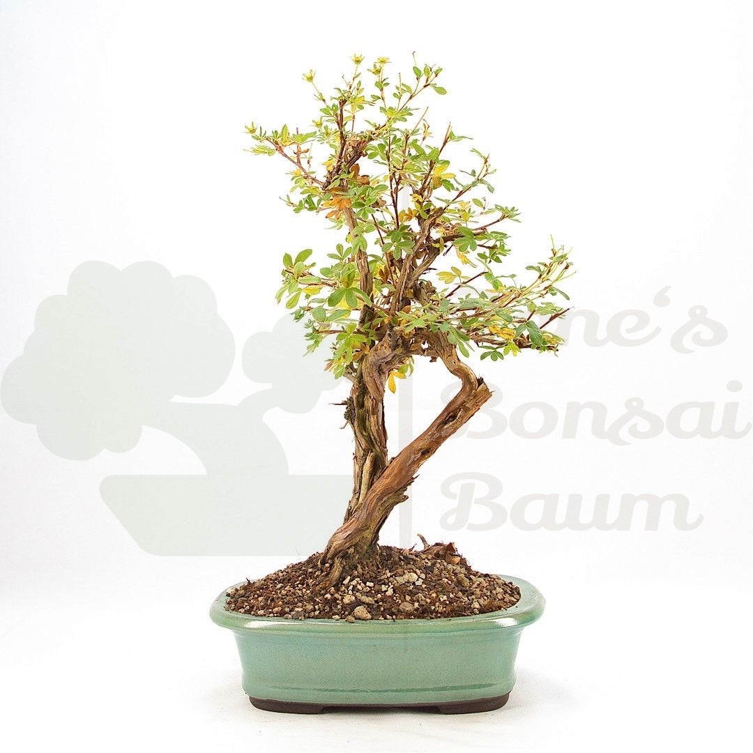 Weißer Fingerstrauch 'Potentilla fruticosa'