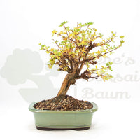 Weißer Fingerstrauch 'Potentilla fruticosa'